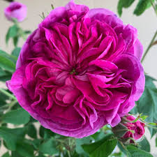 4 to 5 feet tall and wide. Buy Charles De Mills Gallica Rose Trevor White Specialist Of Old Roses