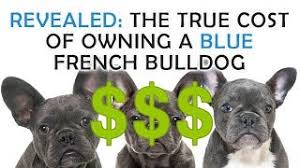 Dhyan rahe ki maine pure breed french bulldog ka daam batlaya hai. Blue French Bulldogs What To Know Before Owning A Puppy