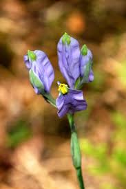 Image result for Burmannia