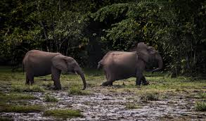We did not find results for: African Elephant Species Now Endangered And Critically Endangered Iucn Red List Iucn