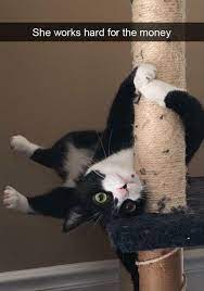 The famous cat memes clean such as grumpy cat memes nyan cat and keyboard cat memes have been searched highly and shared on social media a lot. Dank Memes Cat Memes Funny Memes 2020 Viral Memes
