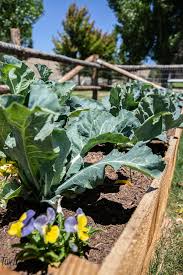 Check spelling or type a new query. How To Fill A Raised Garden Bed And Save On Soil Twelve On Main