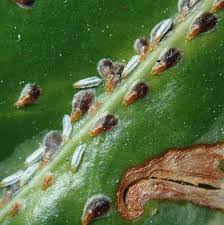 Image result for Euonymus Scale