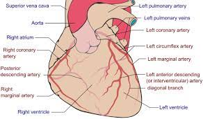 The left circumflex supplies the back and underneath of the left ventricle. Coronary Artery Bypass Grafting Cabg Ctvs Central Texas