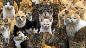 Cats Like People Some People Anyway The New York Times