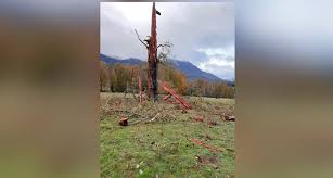Arriendo cabañas en panguipulli cabañas www.borgolafquen.com a orillas del lago panguipulli tenemos 7 cabañas totalmente equipadas para. Un Rayo Destrozo Antiguo Arbol En Coihueco Y Genero Falla En El Suministro Electrico Redpanguipulli