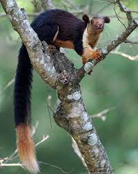 The Indian Giant Squirrel Also Called The Malabar Giant Squirrel Is The Largest Tree Squirrel On Earth It Is About Six Unusual Animals Weird Animals Animals