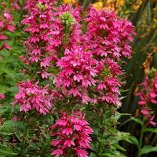 Lobelia Monet Moment Buy Cardinal Flower Perennials Online Flowers Perennials Cardinal Flower Plants