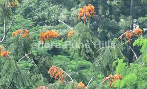 Image result for Colvillea