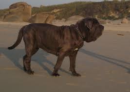 Une « gueule » de cinéma doublée d'un tendre molosse ! Matin Napolitain Matin De Naples L Avis Du Veterinaire Choisir Son Chien