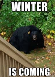 Image result for Animal Meme