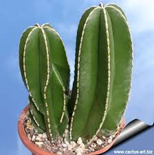 Image result for Lophocereus marginatus