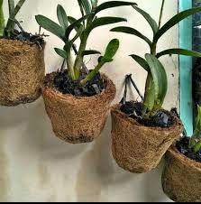 Cara membuat pot anggrek dari sabut kelapa. Cara Membuat Pot Sabut Kelapa Yang Benar Mudah Dilakukan