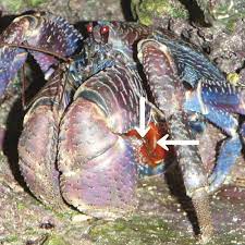 Coconut coconut sugar coconut oil crab stick coconut water coconut shake coconut chutney. A Coconut Crab Birgus Latro Female In The Course Of Egg Extrusion Download Scientific Diagram