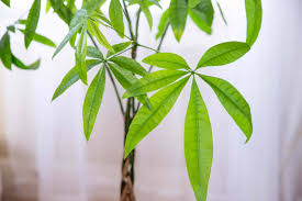 Bonsai in japanese means tree in a pot. The Feng Shui Money Plant And How To Place One