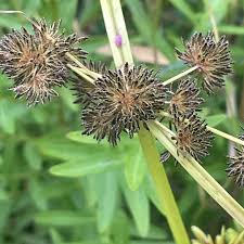 Image result for Cyperus nduru