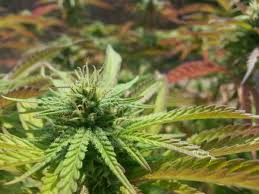 Purp-fest 2017 | Page 5 - THCFarmer