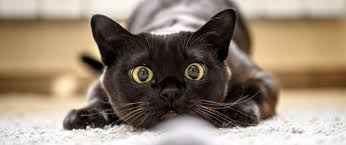 Burmese Cat Insurance and Health Advice | Everypaw