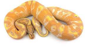 400+ ball python morphs and counting! Calico Yellow Belly Banana Ball Python Ball Python Ball Python Morphs Snake Lovers