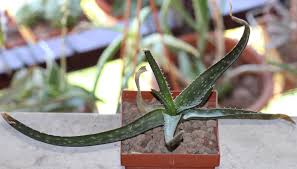 Image result for Aloe lateritia