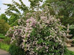 Image result for Deutzia x hybrida ′Mont Rose