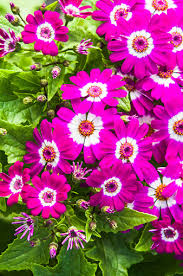 Image result for Cineraria deltoidea