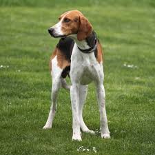 Chien français tricolore, drapeau, canadien Axel Cromberg Axelcromberg Profil Pinterest