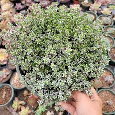 Image result for Crassula granvikii