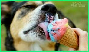 Kalimat larangan termasuk ke dalam jenis kalimat perintah. 27 Makanan Manusia Yang Boleh Dan Tidak Boleh Dimakan Anjing Ekor9 Com Ekor9 Com