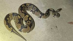 Get started learning python with datacamp's free intro to python tutorial. Python Found Slithering Through Warren County Neighborhood