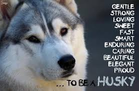 A frequent fenced dog park visitor. Huskies Are So Loving See R Rescue Https Www Facebook Com Huskymomatsiberianhuskyrescueofflorida Husky Husky Dogs Alaskan Husky