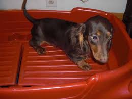 Learn more about tlc dachshunds in indiana. Dachshund Puppies For Sale Indiana Page 4