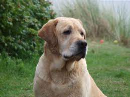 Male Vs Female Labrador Which Should You Choose Jubilant Pups