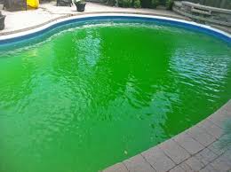 Use baking soda as algae in pool home remedy this is another great natural way to get rid of algae in a swimming pool. J Nash Pool Guide Get Rid Of Algae In Swimming Pool