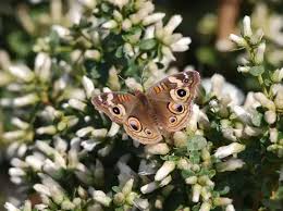 Image result for Commicarpus pilosus