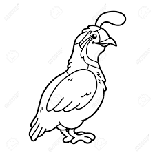 Looks a little different to brown quail picture search. Cute Quail Vector Illustration Of Cute Cartoon Quail Character Royalty Free Cliparts Vectors And Stock Illustration Image 47329084