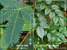 K Sbookshelf 辞典 用語 植物用語集 さ行