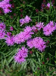 Image result for Vernonia smithiana