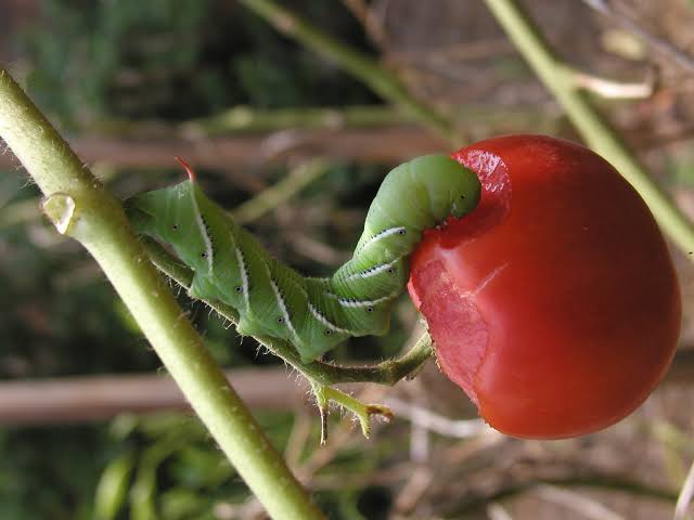 Hornworms – Control | Walter Reeves: The Georgia Gardener