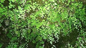 Image result for Adiantum capillus-veneris