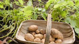 Wann die vorgekeimten kartoffeln gepflanzt werden können, hängt einerseits von der kartoffelsorte und bei frühen sorten auch von der bodentemperatur ab. Balkon Und Garten Kartoffeln Pflanzen