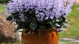 Image result for Monadenium laeve