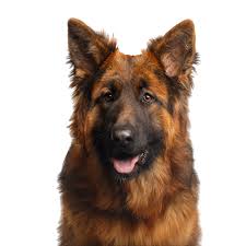 Schäferhund — der schäferhund , e ( mittelstufe ) ursprünglich zum hüten und treiben der schafherde eingesetzter hirtenhund beispiel: Deutscher Schaferhund Rassebeschreibung Dogbible