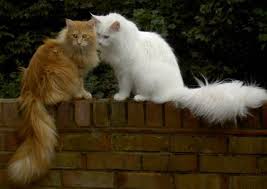 The maine coon cat has a silky and somewhat oily coat, it is not dense and its upkeep is much easier than that of other longhaired breeds. Maine Coon Personality Traits To Love Pets Kb