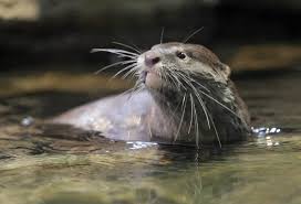 The otter is also one of the first pets to be introduced to adopt me! Kayakers Face Terror On The River This Is One Renegade Otter