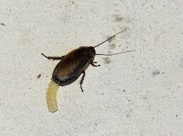 I do have attic access, i'm considering throwing a few raid foggers up there. Cockroach Infestation Signs Ehrlich Pest Control