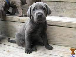 Below we list current and future labrador retriever litters. Pin By Rachel Fournier On Pups Lab Puppies Silver Lab Puppies Labrador Retriever