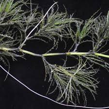 Image result for Potamogeton octandrus