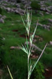 Image result for Themeda triandra