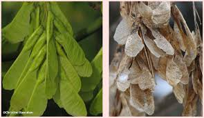 Manitoba maple stumps and shoots. Manitoba Maple Seeds Acer Negundo Photo Fletcher Wildlife Garden Photos At Pbase Com